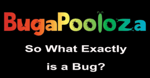 what is a bug 2