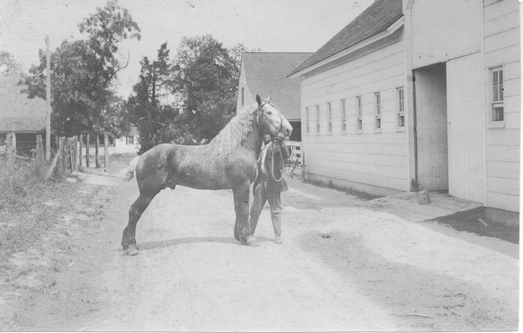 Sotterley 1920s Horse